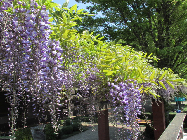 ぜひガスミュージアムの藤の花の下に一息つきにおいでください。