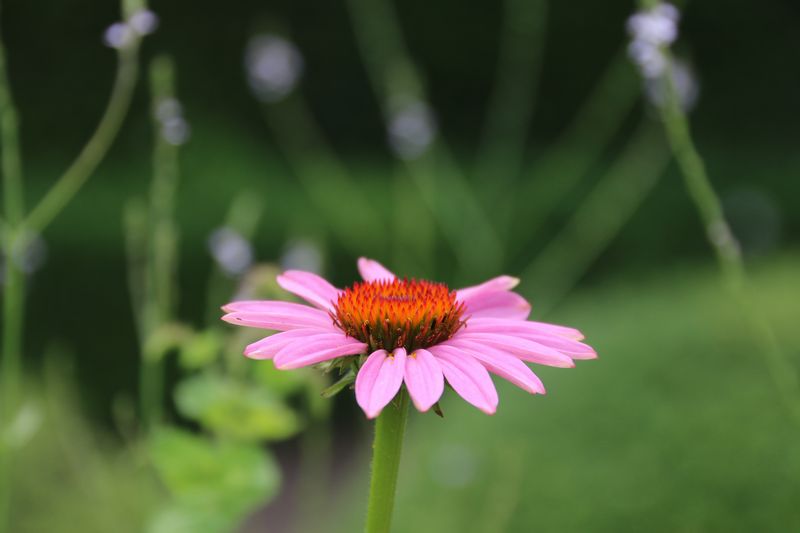 花の見ごろ情報