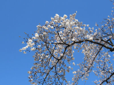 2020年3月24日の桜