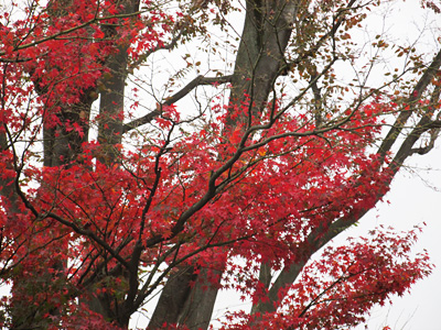 momiji2